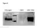 Fig. 09 - Modulation of osteoblast activity by fhl2