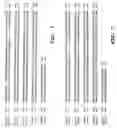 Fig. 02 - Compositions, organisms and methodologies employing a novel human kinase