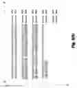Fig. 44 - Novel haemopoietin receptor and genetic sequences encoding same