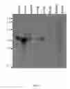 Fig. 04 - Murine genomic polynucleotide sequence encoding a G-protein coupled receptor and methods of use therefor