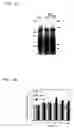 Fig. 09 - Therapeutic and diagnostic applications of prostatic acid phosphatase in prostate cancer