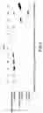 Fig. 09 - Isolated eIF-5A and polynucleotides encoding same