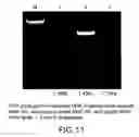 Fig. 12 - Isolated eIF-5A and polynucleotides encoding same