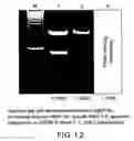 Fig. 13 - Isolated eIF-5A and polynucleotides encoding same