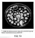 Fig. 15 - Isolated eIF-5A and polynucleotides encoding same