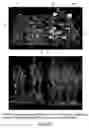 Fig. 28 - Isolated eIF-5A and polynucleotides encoding same