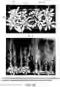 Fig. 29 - Isolated eIF-5A and polynucleotides encoding same