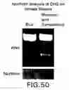 Fig. 53 - Isolated eIF-5A and polynucleotides encoding same