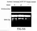 Fig. 58 - Isolated eIF-5A and polynucleotides encoding same