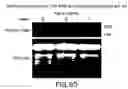 Fig. 63 - Isolated eIF-5A and polynucleotides encoding same