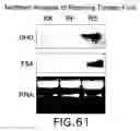Fig. 64 - Isolated eIF-5A and polynucleotides encoding same