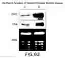 Fig. 65 - Isolated eIF-5A and polynucleotides encoding same