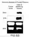 Fig. 66 - Isolated eIF-5A and polynucleotides encoding same