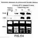 Fig. 67 - Isolated eIF-5A and polynucleotides encoding same