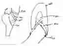 Fig. 01 - Stretch ribbon for ballet shoes