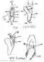 Fig. 02 - Stretch ribbon for ballet shoes