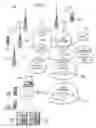 Fig. 02 - Internetworking IP and cellular networks