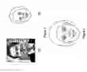 Fig. 02 - Image-size dependent facial caricaturing