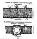 Fig. 09 - Liposomal composition comprising haptotactic peptides
