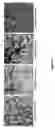 Fig. 06 - Vectorization of dsRNA by cationic particles and use of same on a skin model