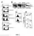Fig. 02 - Method of inducing memory B cell development and terminal differentiation