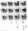 Fig. 09 - Method of inducing memory B cell development and terminal differentiation
