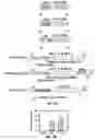 Fig. 09 - Raav vector-based compositions and methods for the prevention and treatment of mammalian diseases