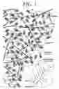 Fig. 02 - Hydrogel compositions comprising nucleus pulposus tissue