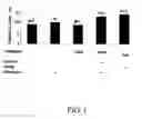 Fig. 02 - Method for enhancing leukocyte immune function