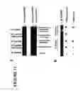 Fig. 15 - Methods for improving immunotherapy by enhancing survival of antigen-specific cytotoxic T lymphocytes