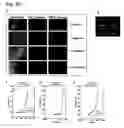 Fig. 29 - Cross-beta structure comprising amyloid binding proteins and methods for detection of the cross-beta structure, for modulating cross-beta structures fibril formation and for modulating cross-beta structure-mediated toxicity and method for interfering with blood coagulation