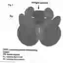 Fig. 02 - Binding member towards pneumococcus surface adhesin a protein (psaa)