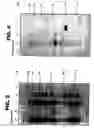 Fig. 06 - Polyepitope carrier protein