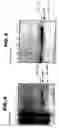 Fig. 07 - Polyepitope carrier protein