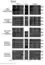 Fig. 04 - Virus strains