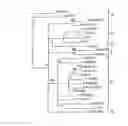 Fig. 01 - Genome of the HIV-1 inter-subtype (C/B') and use thereof