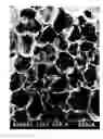 Fig. 02 - Tissue engineering scaffold