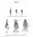 Fig. 09 - Neutral liposome-encapsulated compounds and methods of making and using thereof