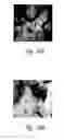 Fig. 43 - Anti-angiogenic compositions and methods of use