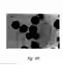 Fig. 71 - Anti-angiogenic compositions and methods of use