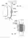 Fig. 13 - Anti-angiogenic compositions and methods of use