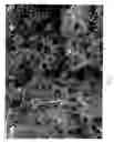 Fig. 02 - Grain for providing cell growth