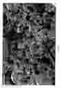 Fig. 03 - Grain for providing cell growth