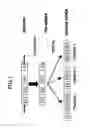 Fig. 02 - Method for identifying, analyzing and/or cloning nucleic acid isoforms