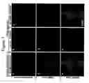 Fig. 07 - Semiconductor nanocrystal complexes and methods of detecting molecular interactions using same