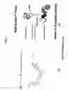 Fig. 02 - Real-time linear detection probes: sensitive 5'-minor groove binder-containing probes for PCR analysis