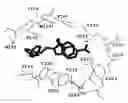 Fig. 04 - Car ligand-binding domain polypeptide co-crystallized with a ligand, and methods of designing ligands that modulate car activity