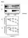 Fig. 02 - Epitope protection assay and method for detecting protein conformations