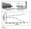 Fig. 08 - Epitope protection assay and method for detecting protein conformations