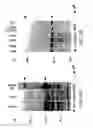 Fig. 07 - Methods for identifying modulators of Notch activation